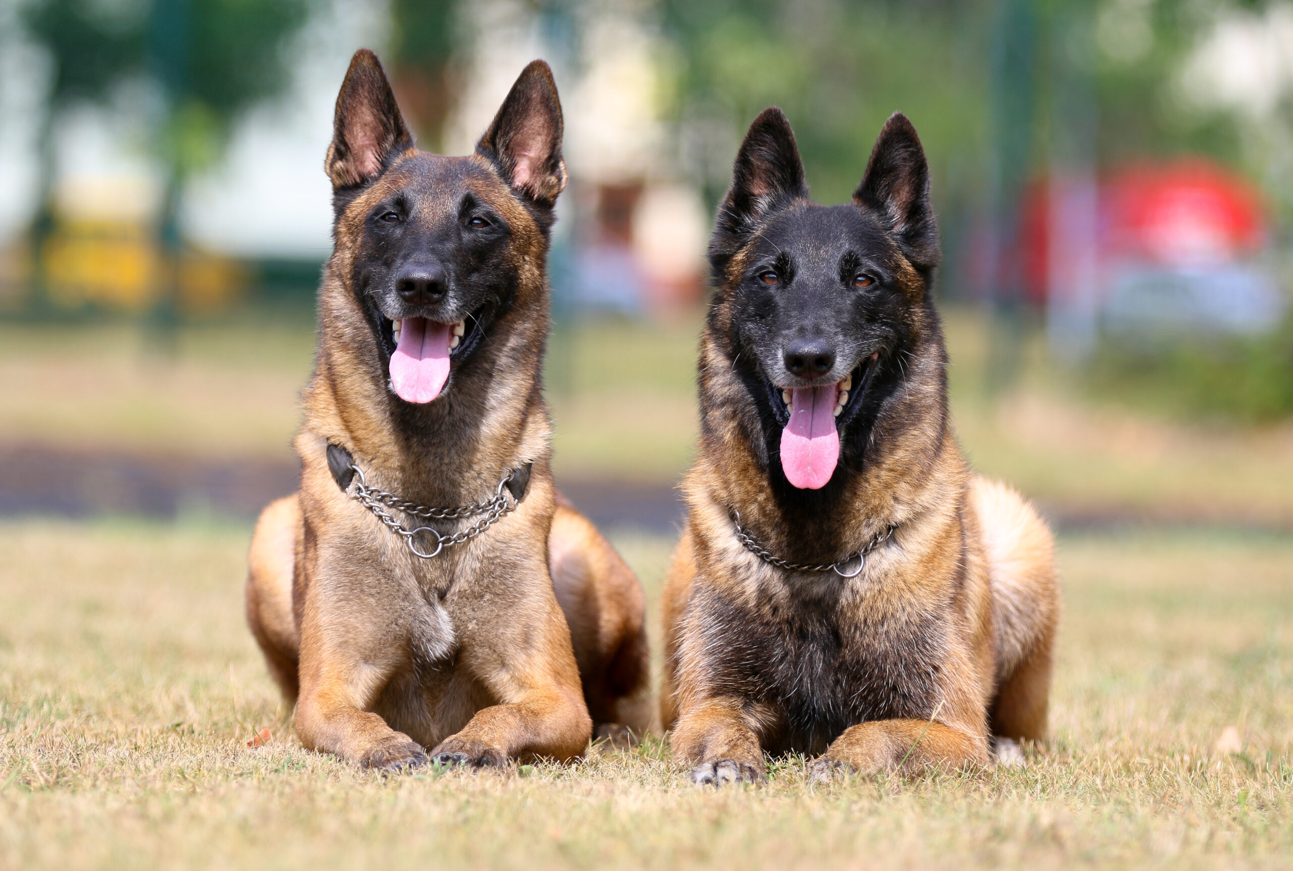 Working Belgian shepherd malinois dog portrait on hot summer day. Two beautiful full attention red, sable with black mask on face malinois lies outside with background of green grass