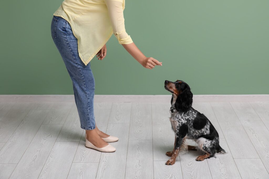 A person in a yellow shirt and jeans is training a dog to sit. The dog, a black and white breed, looks up at the person's hand which is extended, likely offering a treat. The background is a solid green color.