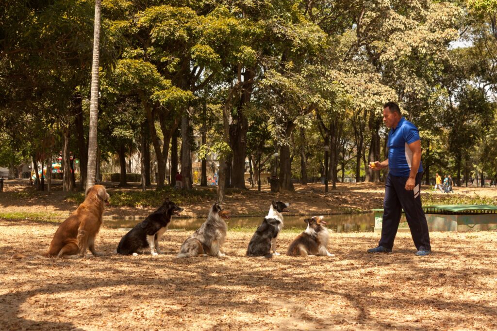 A man in a blue shirt is training five dogs in a park, with trees in the background. The dogs are sitting in a line, focusing on the trainer, who is holding a treat and giving commands.