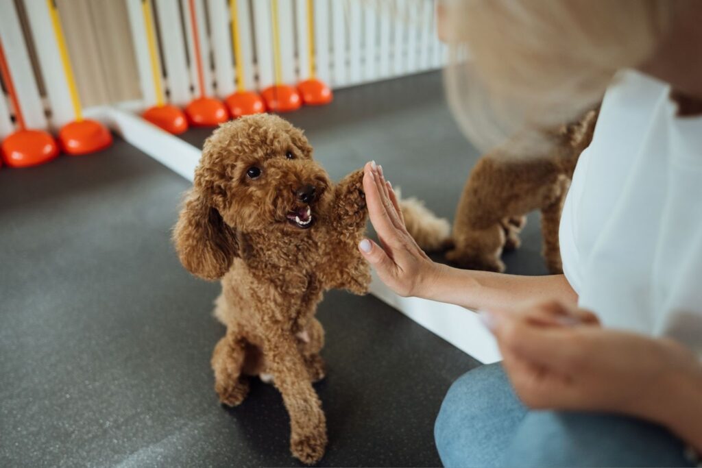 A brown poodle sitting on a training mat, raising its paw towards a person's hand for a high five. The person is wearing a white shirt and blue jeans, with colorful training cones visible in the background.