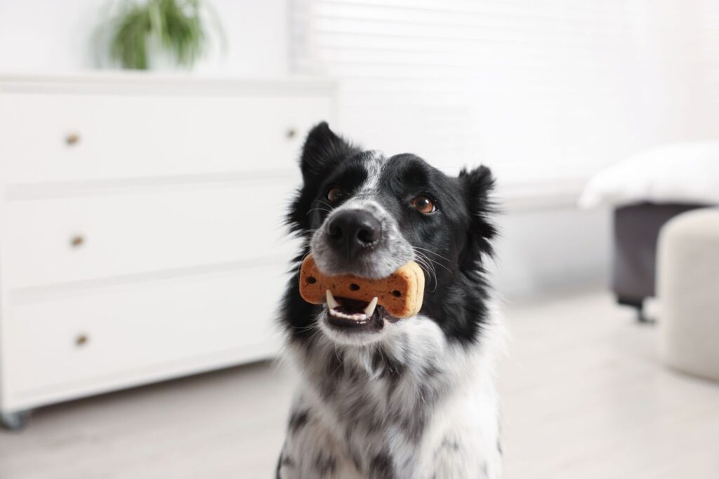 A black and white dog holding a bone-shaped dog treat in its mouth, sitting on a light wooden floor in a bright room with a soft couch and natural light coming through a window.