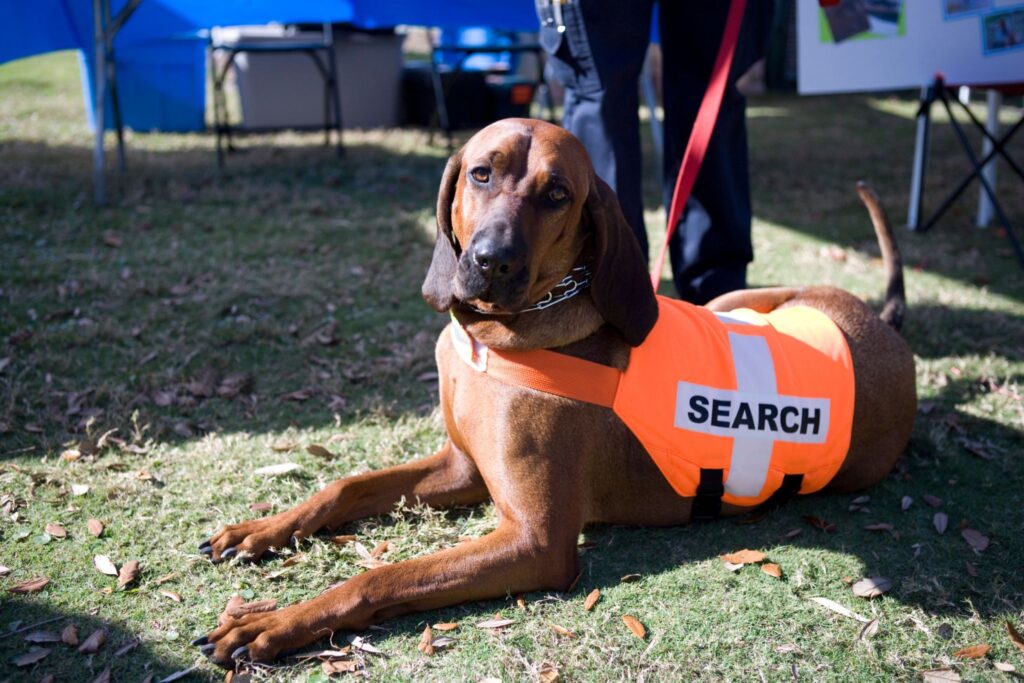 A brown rescue dog wearing an orange vest labeled 'SEARCH' rests on grass at an outdoor event. In the background, tents and tables are visible, indicating a community gathering or demonstration.