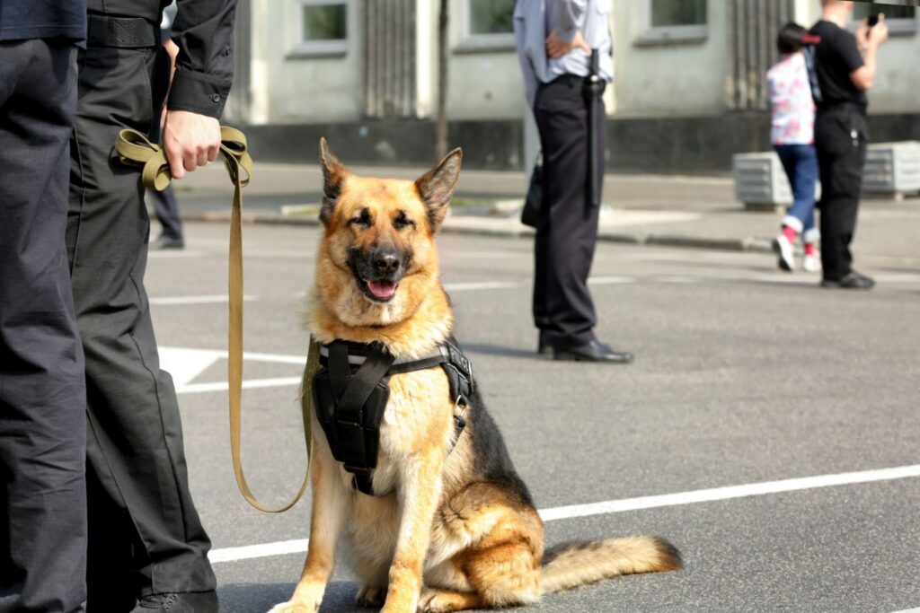 A German Shepherd wearing a harness sits on a pavement near a group of police officers in uniform. In the background, a few people are visible walking along the street.