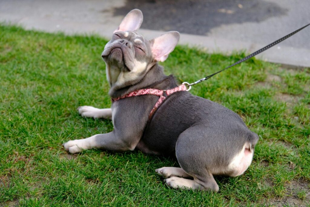 A gray French Bulldog with a pink harness lies on green grass. The dog has its head tilted back, and its ears are up, with a leash attached.