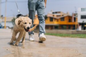 A small tan dog on a leash walks ahead of a person in jeans and white sneakers on a concrete path, with blurred buildings and grass in the background.